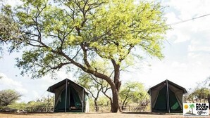 Two tents with a large tree in the background. - Paje River Camp (Paje)