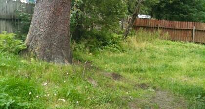 Erinomainen sijainti lentokentän ja Mendenhall Glacierin välillä, lähellä kaupungin bussipysäkkiä ja polkuja, vuodepaikkoja 4!