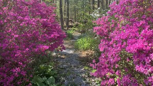 A forest path with dense pink flowering bushes on either side. - Pete's Place: Forest retreat near wineries, Blue Ridge School, and Shenandoah NP (Stanardsville)