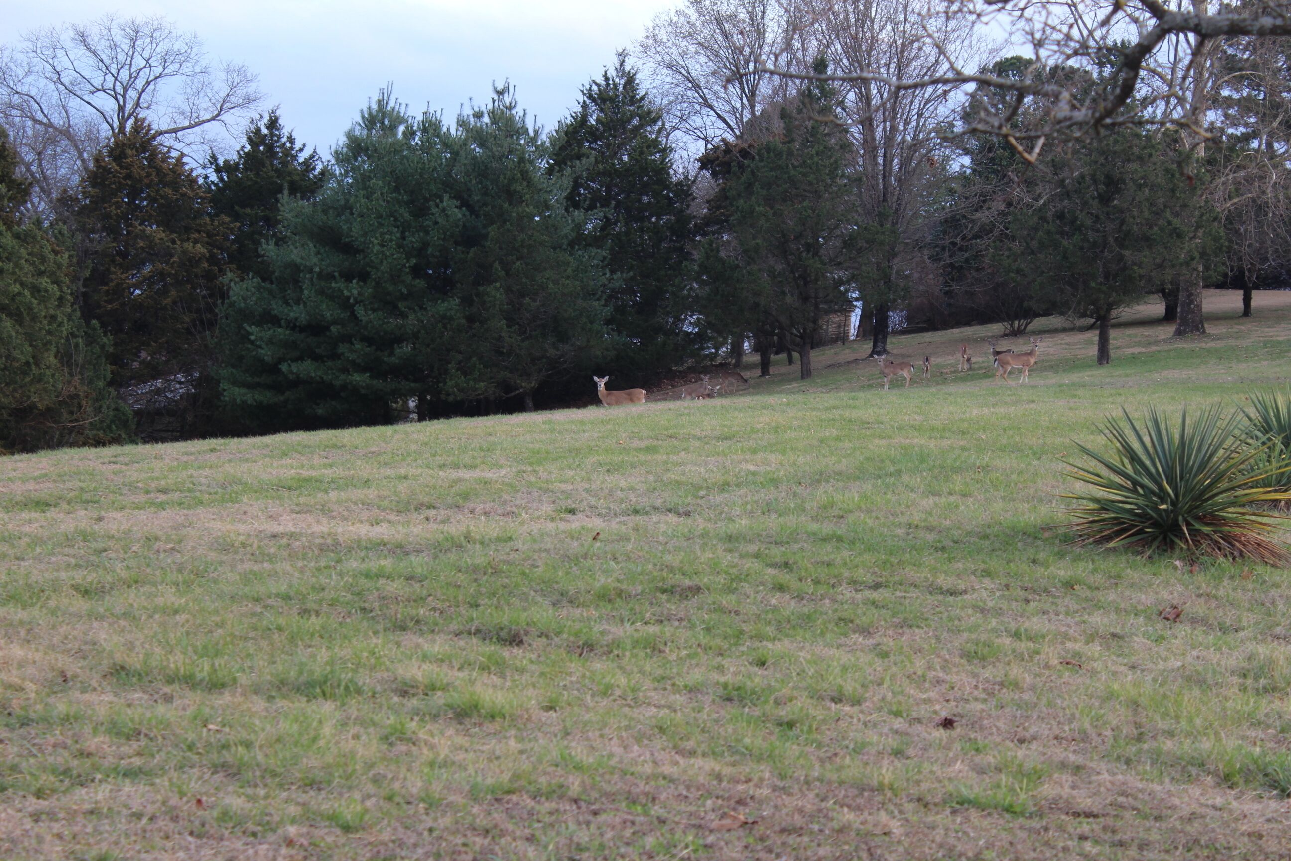 A grassy field with trees and a few deer.