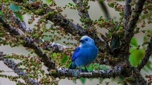 A blue bird perched on a tree branch. - Tranquil and Peaceful Parlatuvier 2 (Parlatuvier)