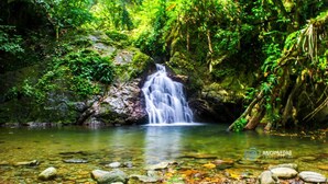 A waterfall in a forested area with clear water and rocks at the bottom. - Tranquil and Peaceful Parlatuvier 2 (Parlatuvier)