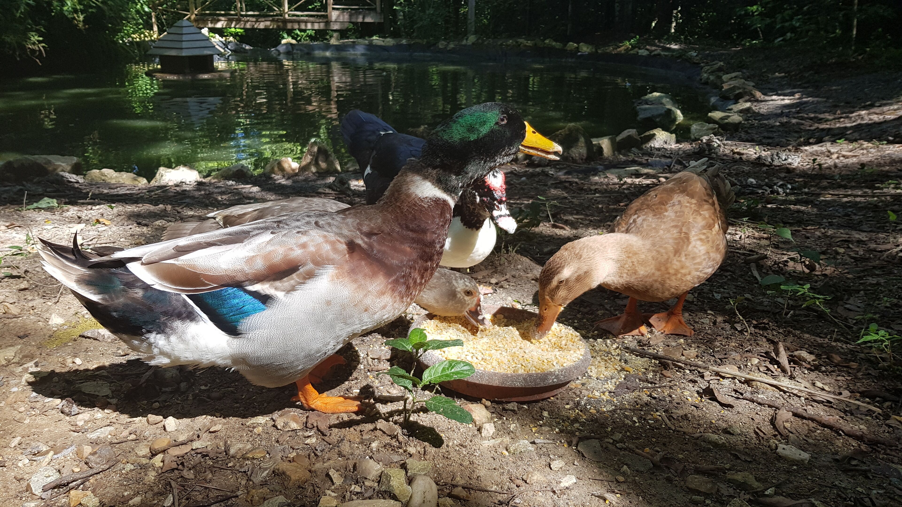 bungalow, 2 bedrooms, kitchen, garden view (orchid) | garden view