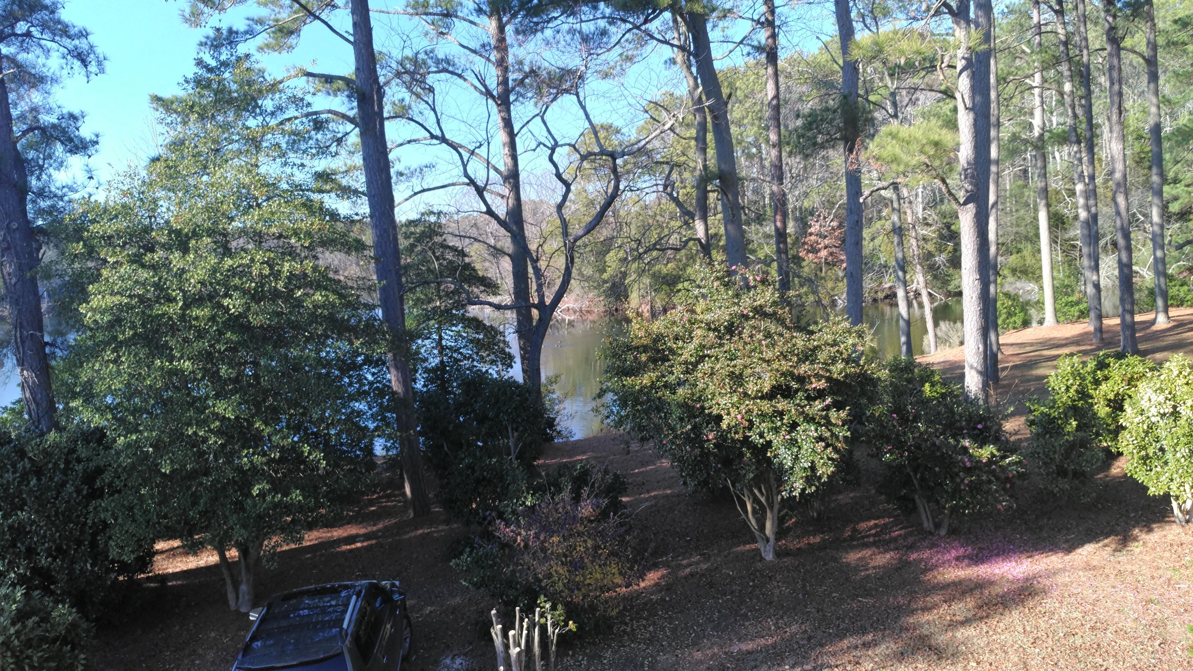 Une zone boisée avec un sentier de terre menant à un plan d’eau, entouré d’arbres et d’arbustes.