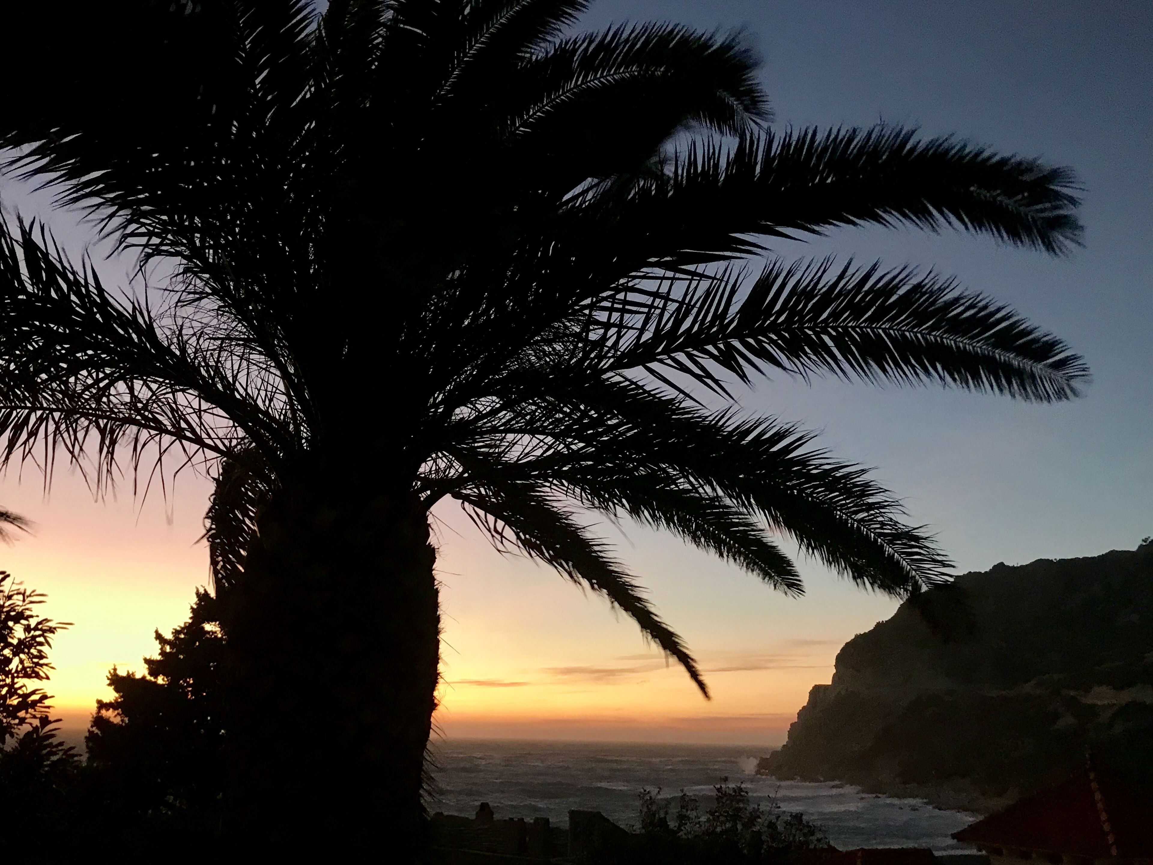 Vista del capvespre amb la silueta d'una palmera i un paisatge costaner.