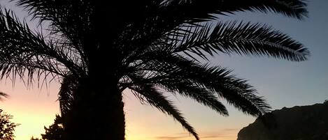 Vista del capvespre amb la silueta d'una palmera i un paisatge costaner.