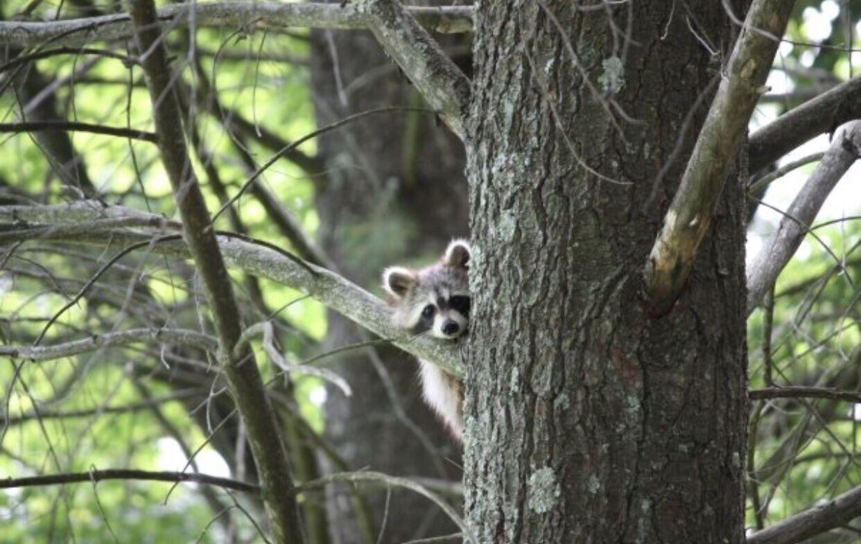 A raccoon clinging to a tree trunk in a forested area.