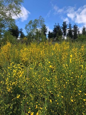 A field of yellow flowers with trees in the background.