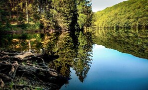 A calm lake surrounded by dense forest.