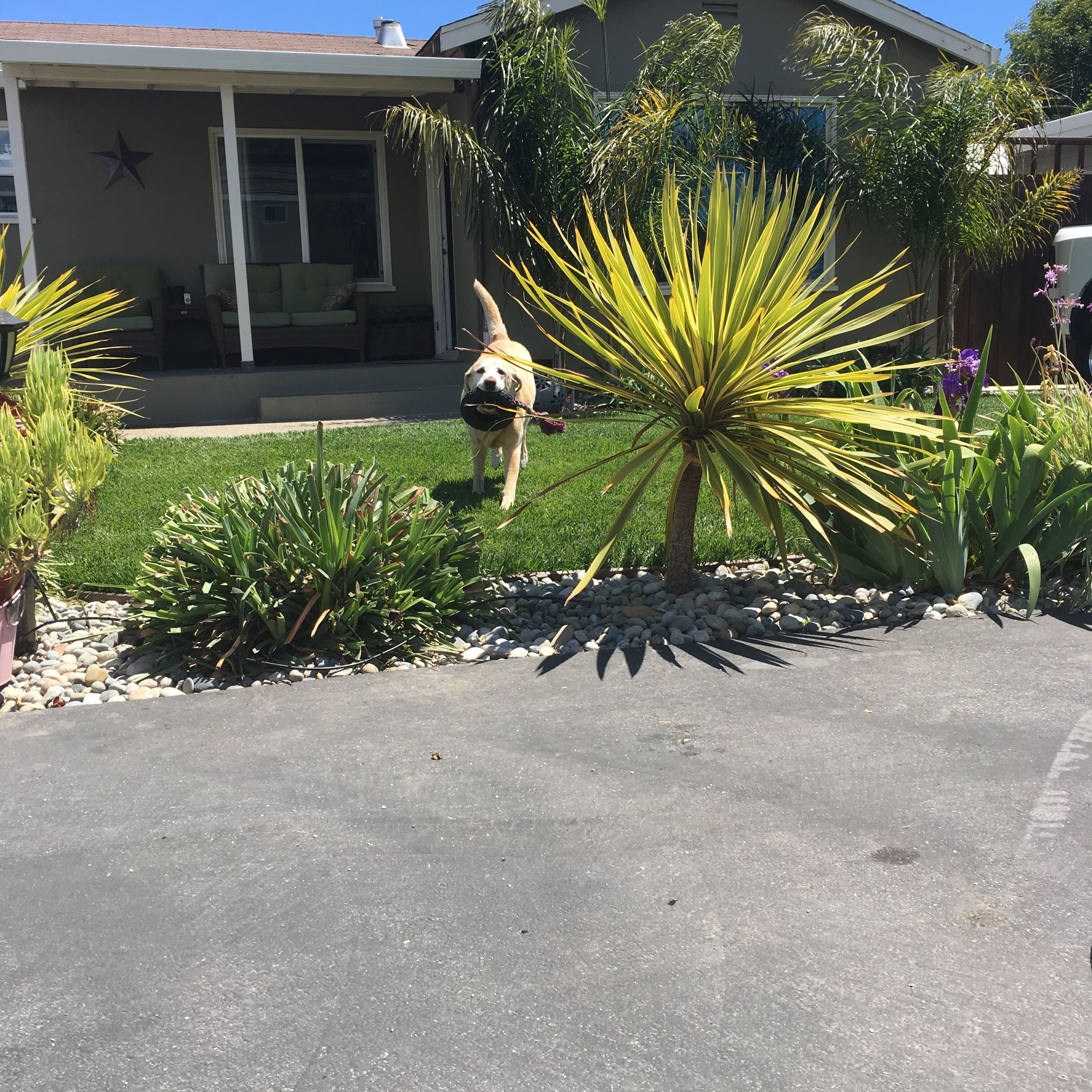 Pleasure point beach home