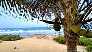 Une plage avec un palmier et des noix de coco, un sentier sablonneux et l’océan en arrière-plan.