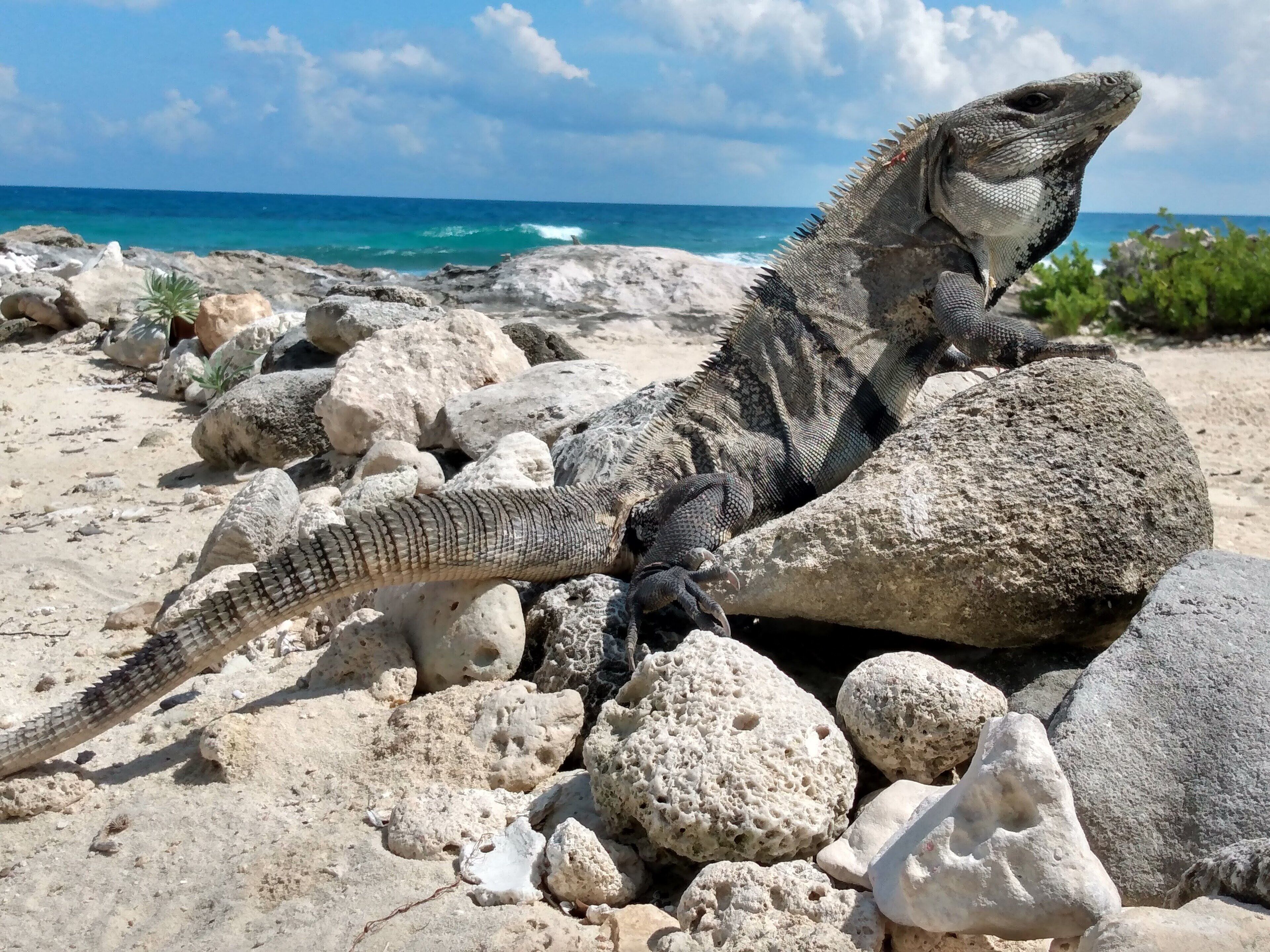 Eine große Leguan liegt auf einem felsigen Strand, im Hintergrund das Meer.