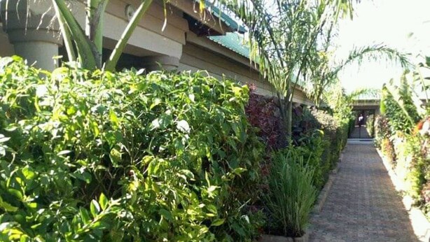 Ein gepflasterter Weg, gesäumt von üppiger Vegetation und einem Gebäude mit begrüntem Dach.