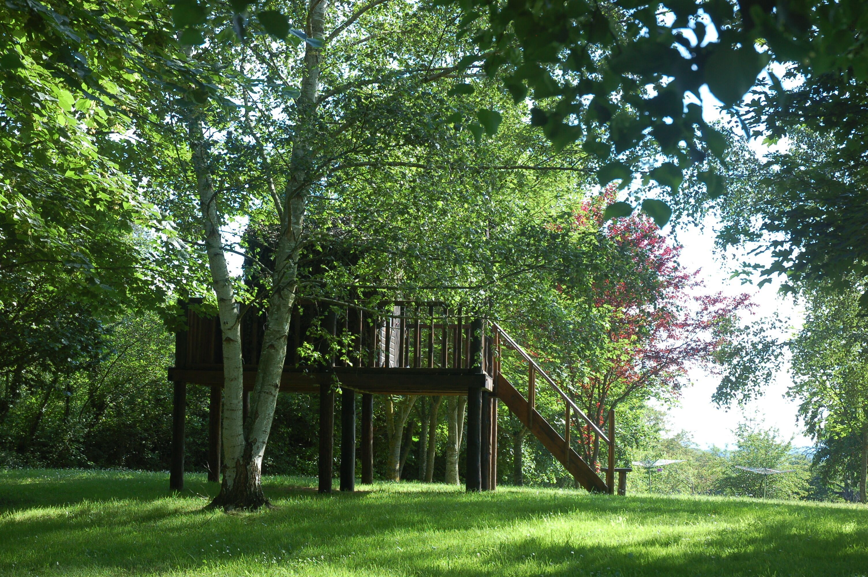 Een houten terras met een trap, omringd door weelderige groene bomen.