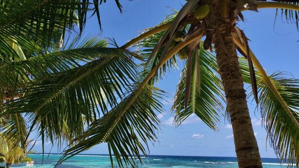 Une plage avec un palmier et une eau turquoise cristalline.