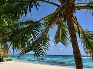A beach with a palm tree and clear turquoise water.