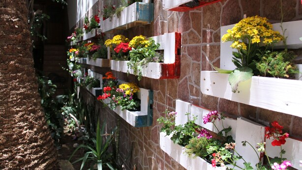 A wall with multiple flower planters at different heights. - The Garden Bed and Breakfast (Las Palmas de Gran Canaria)