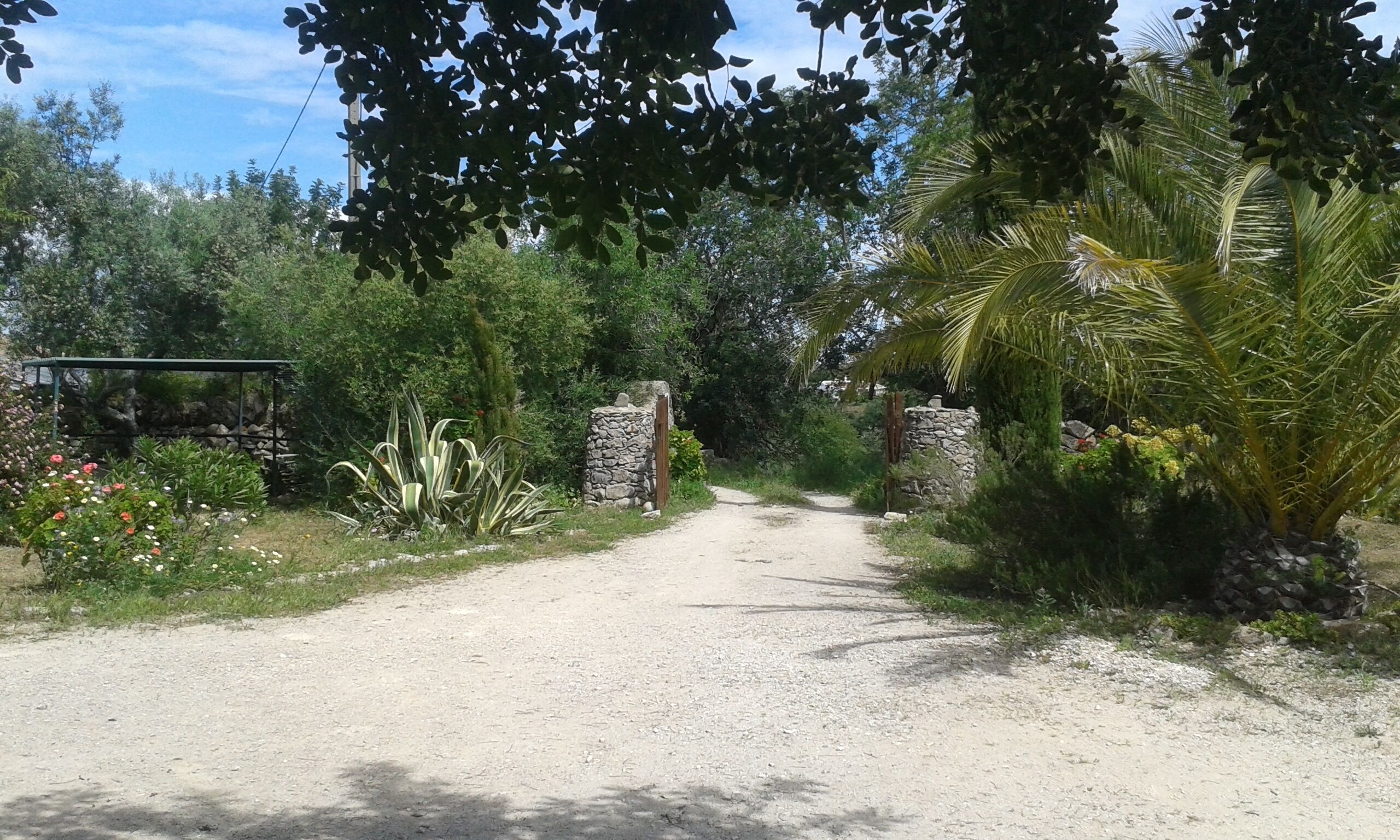 A gravel path leading through a garden with stone walls and tropical plants.