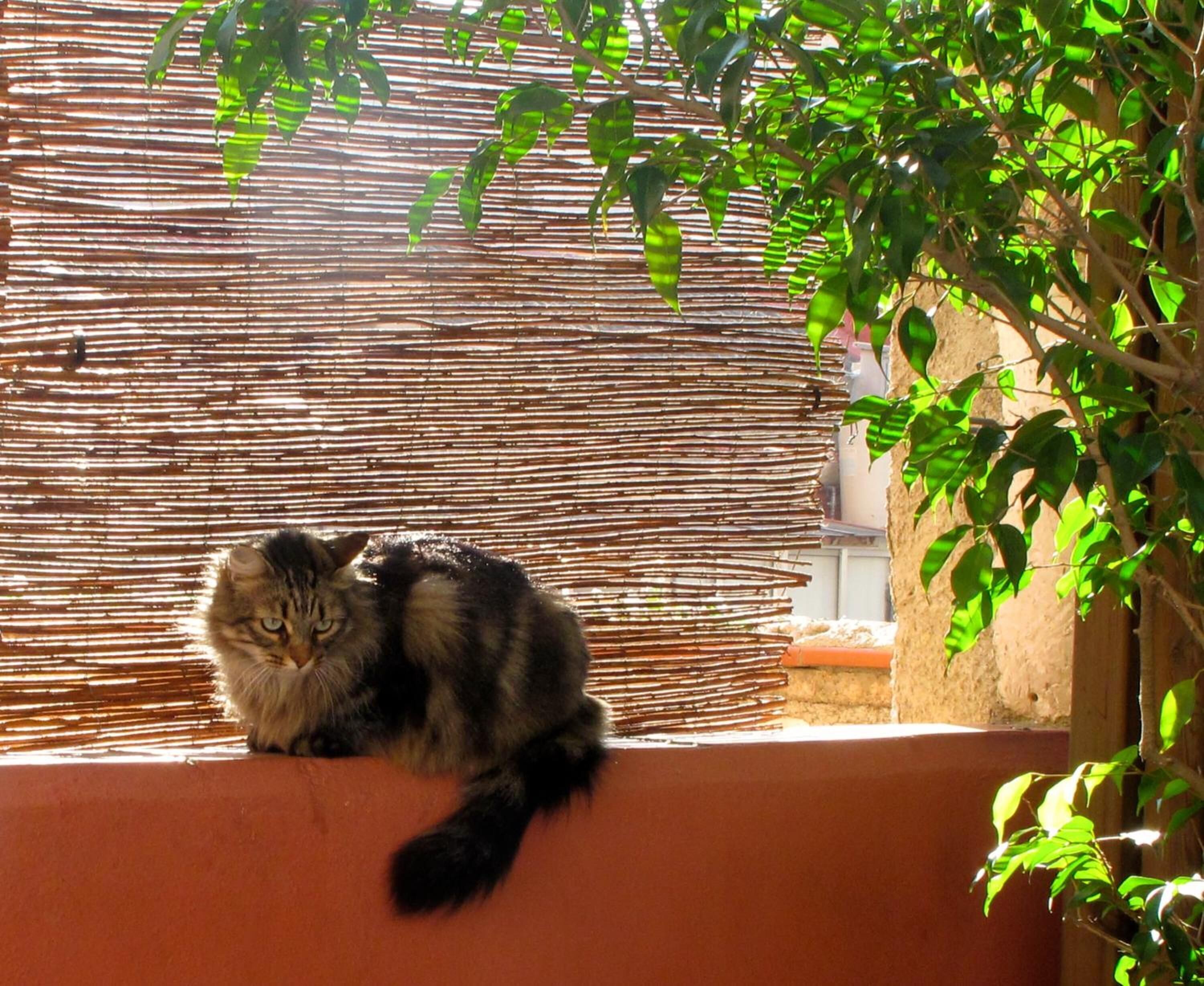 Foto - Hostal Poblenou