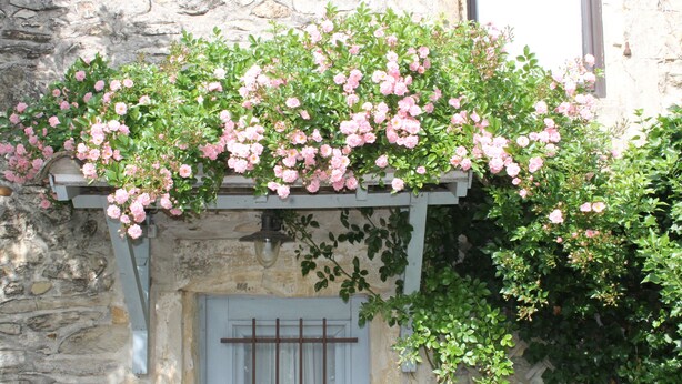 Un edificio de piedra con una pérgola de madera cubierta de flores rosas.