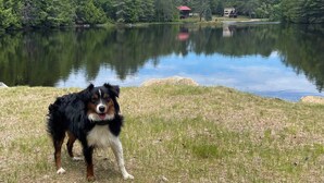 Un perro está junto a un lago, con un bosque y edificios al fondo.