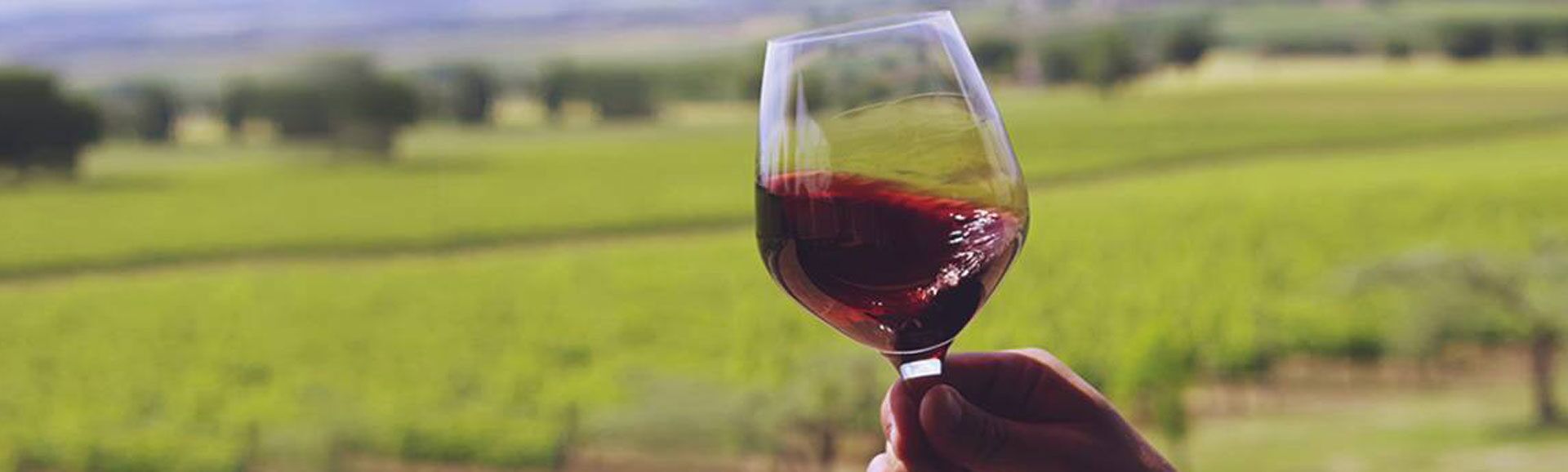 Una mano che tiene un bicchiere di vino rosso, su sfondo sfocato di un campo verde.