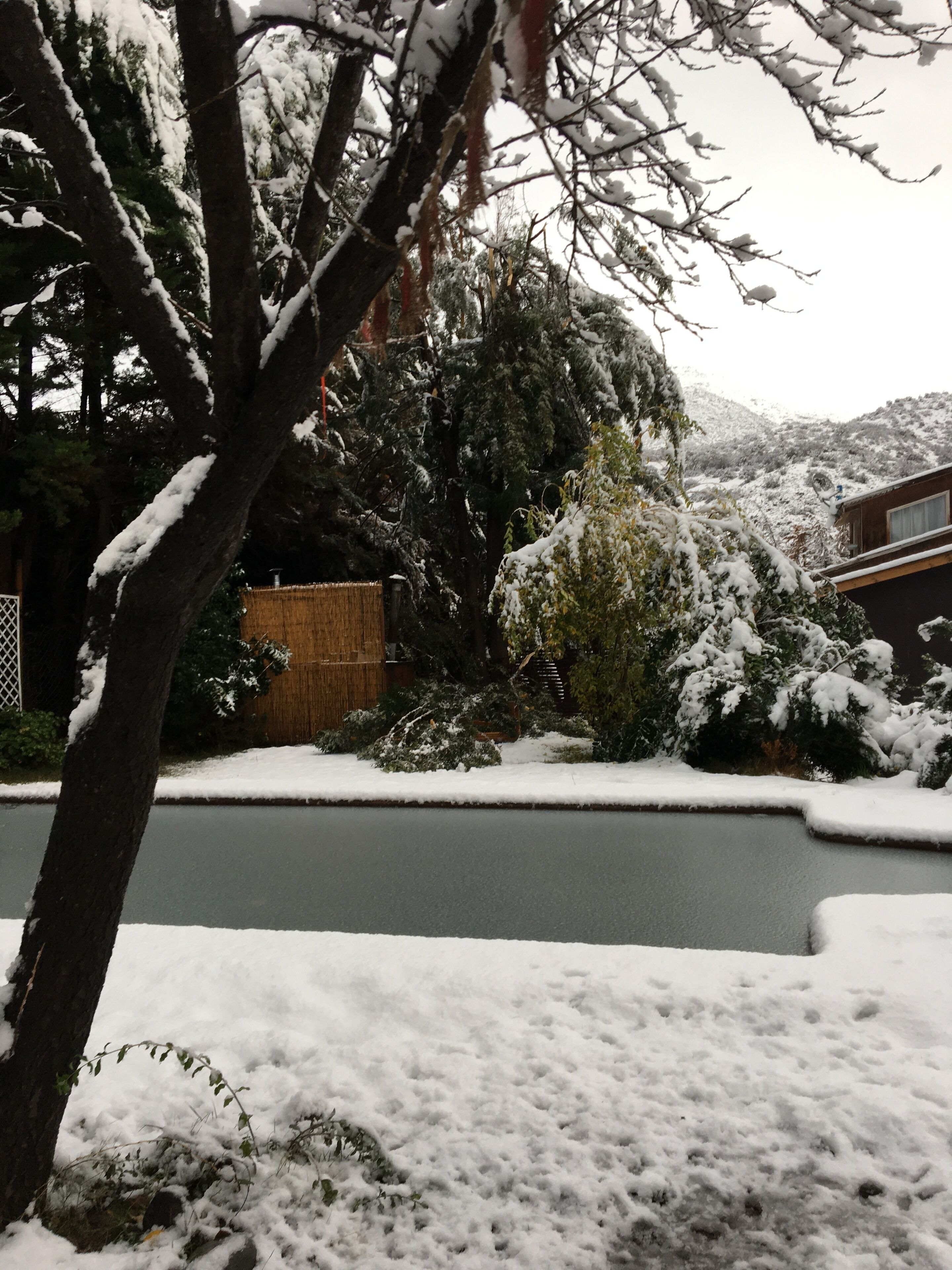 Ett bostadsområde med snötäckta träd och ett hus.