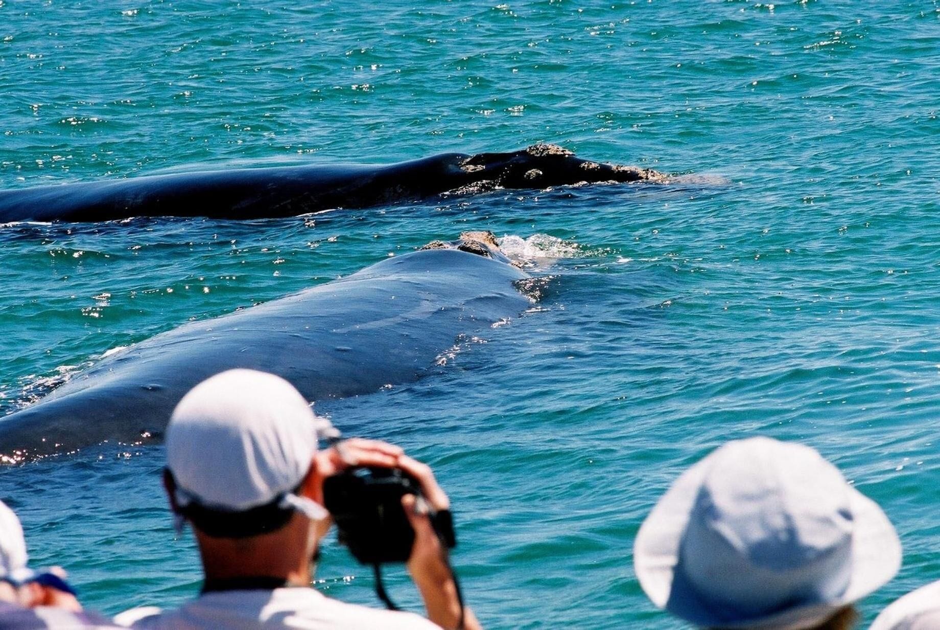 A whale swimming in the ocean.