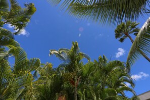 A clear blue sky with palm trees.