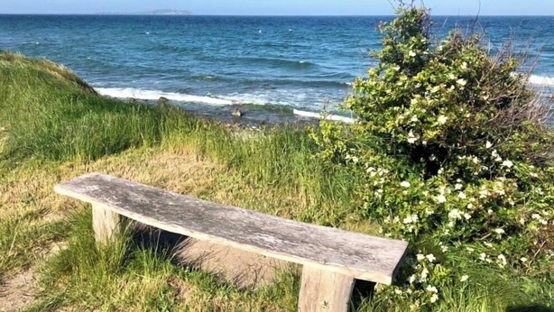 En bænk ved havet med græs og en busk.