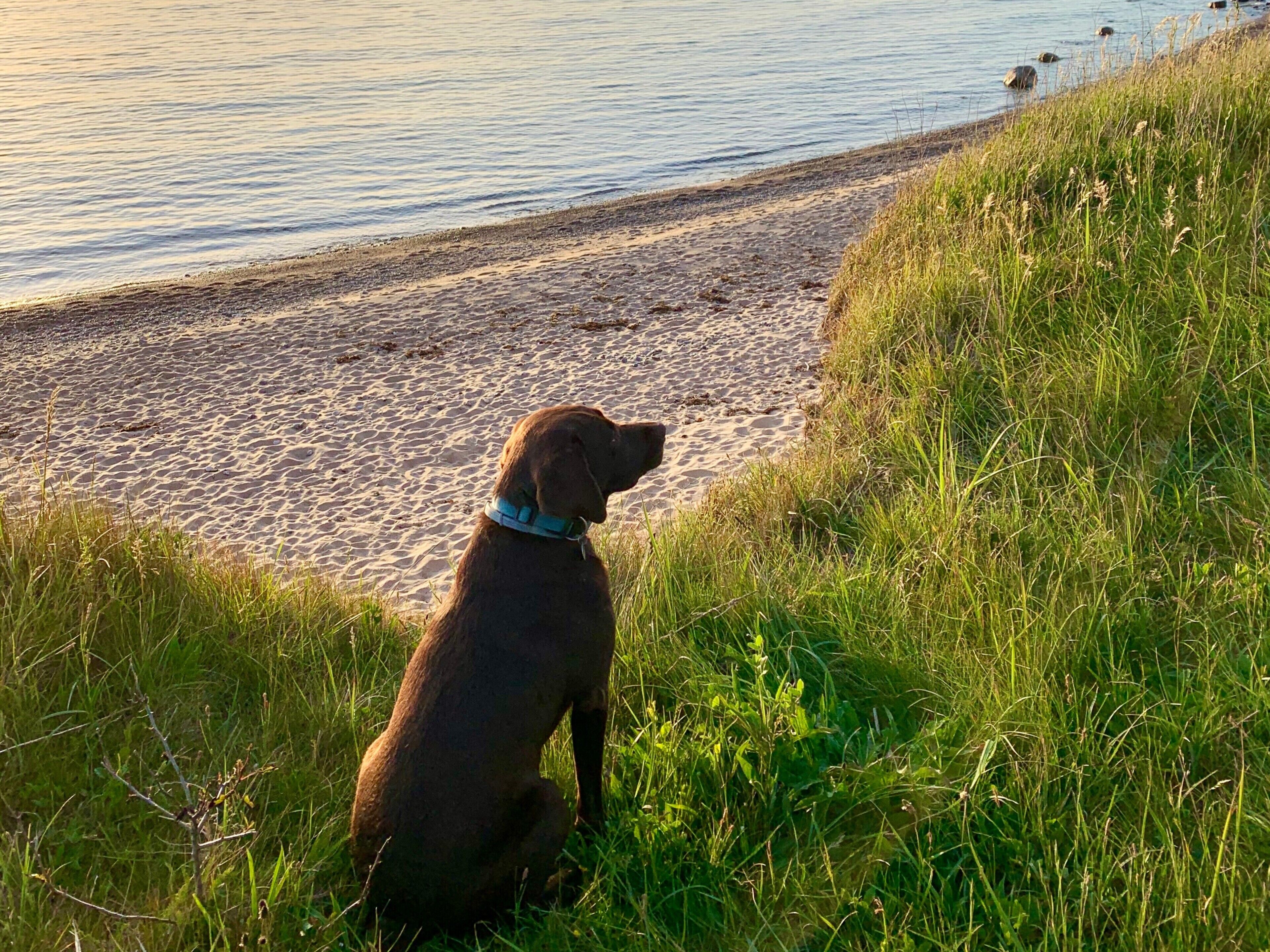 A dog sitting on a grassy area near a body of water.