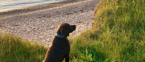 A dog sitting on a grassy area near a body of water.