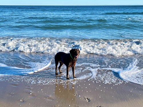 Ferienwohnung Wind – 200 m zur Ostsee, mit Kamin, Sauna & Hund willkommen