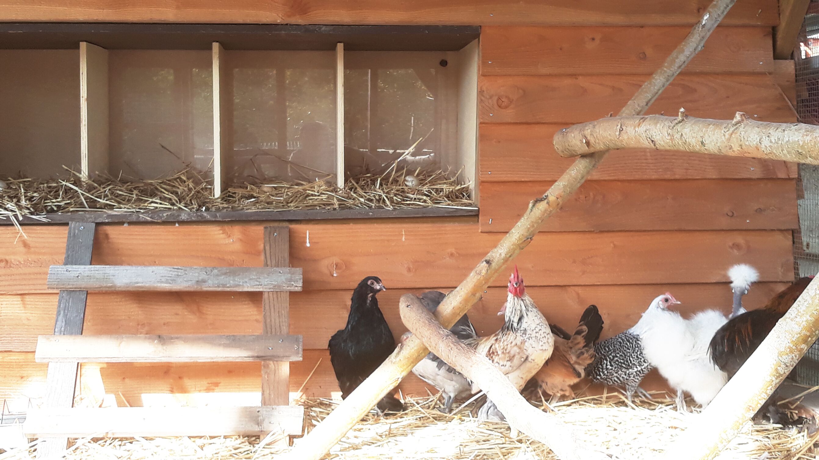 Un poulailler en bois avec une fenêtre, une échelle en bois et des poules à l’intérieur.