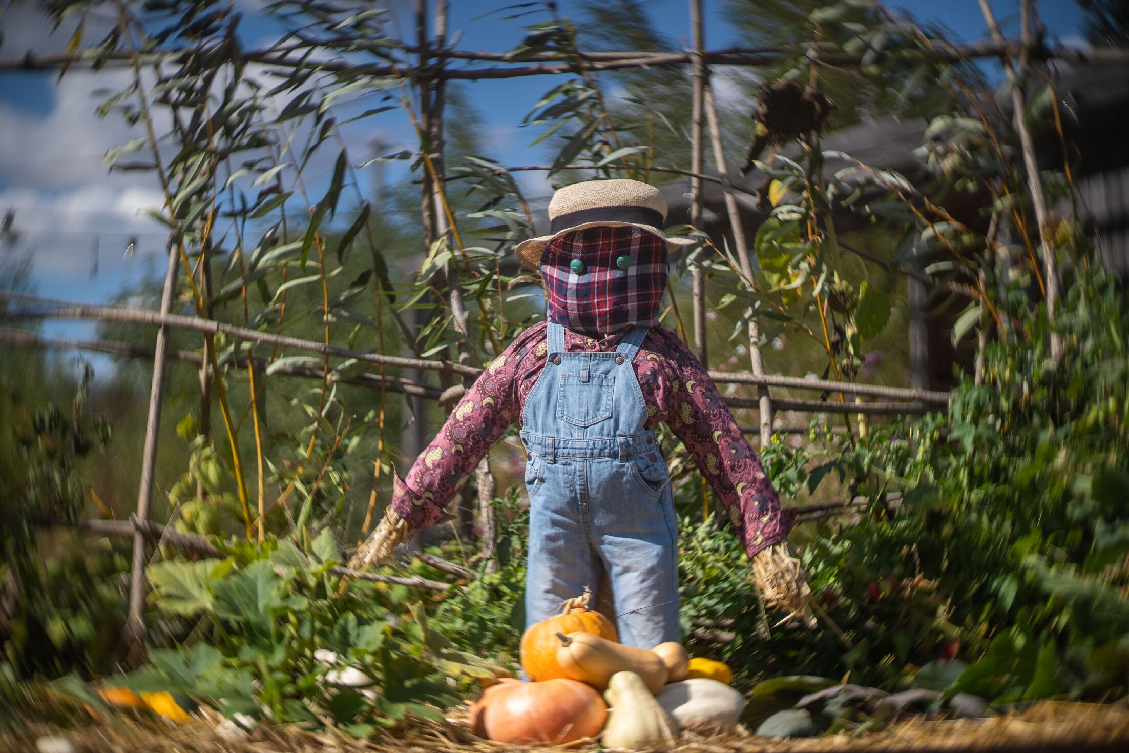 A scarecrow in a garden with various vegetables.