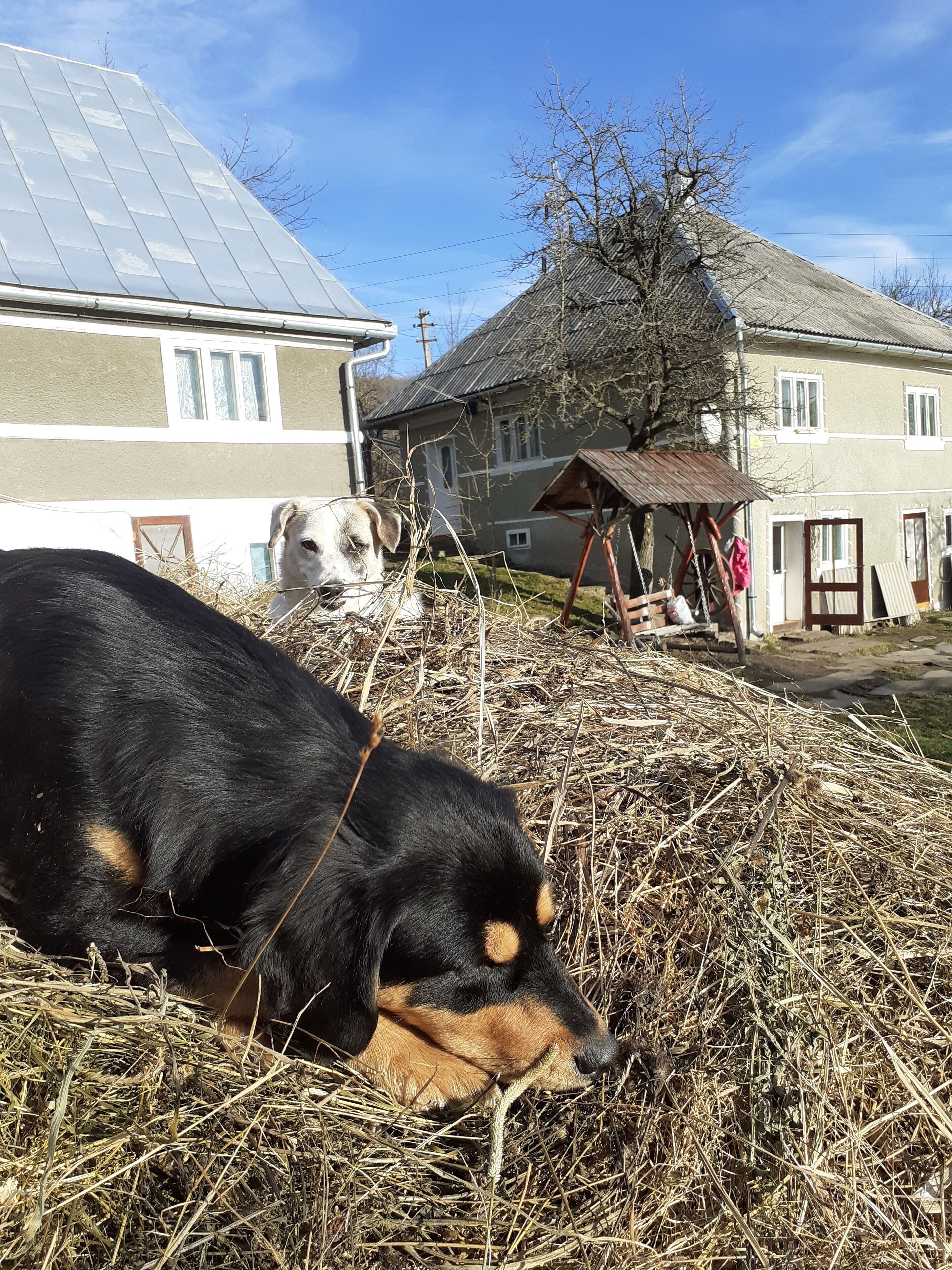 Eksteriør
