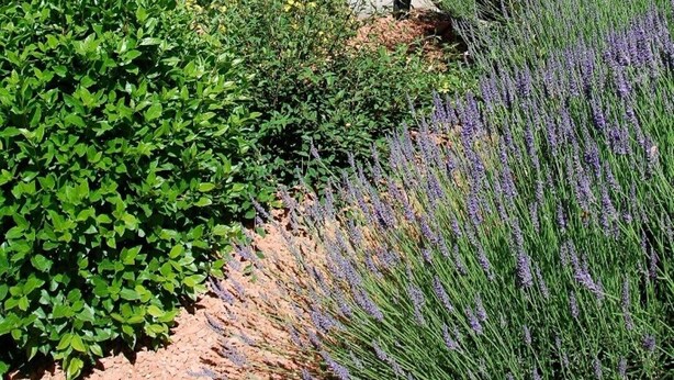 A pool surrounded by lush greenery and lavender plants. - Old stone farmhouse in a quiet location with large heated pool. (lavaurette)