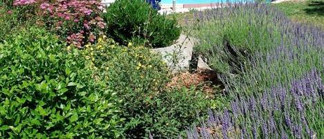 Utomhuspool och uppvärmd pool