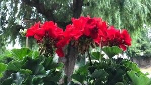 Un grup de flors vermelles amb fulles verdes en un jardí.