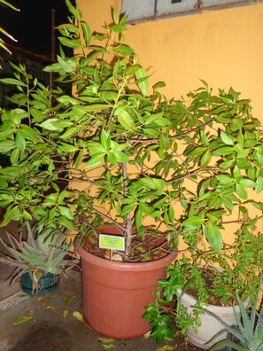 Property grounds - Hostal Casa Cascada (Puerto Ayora)