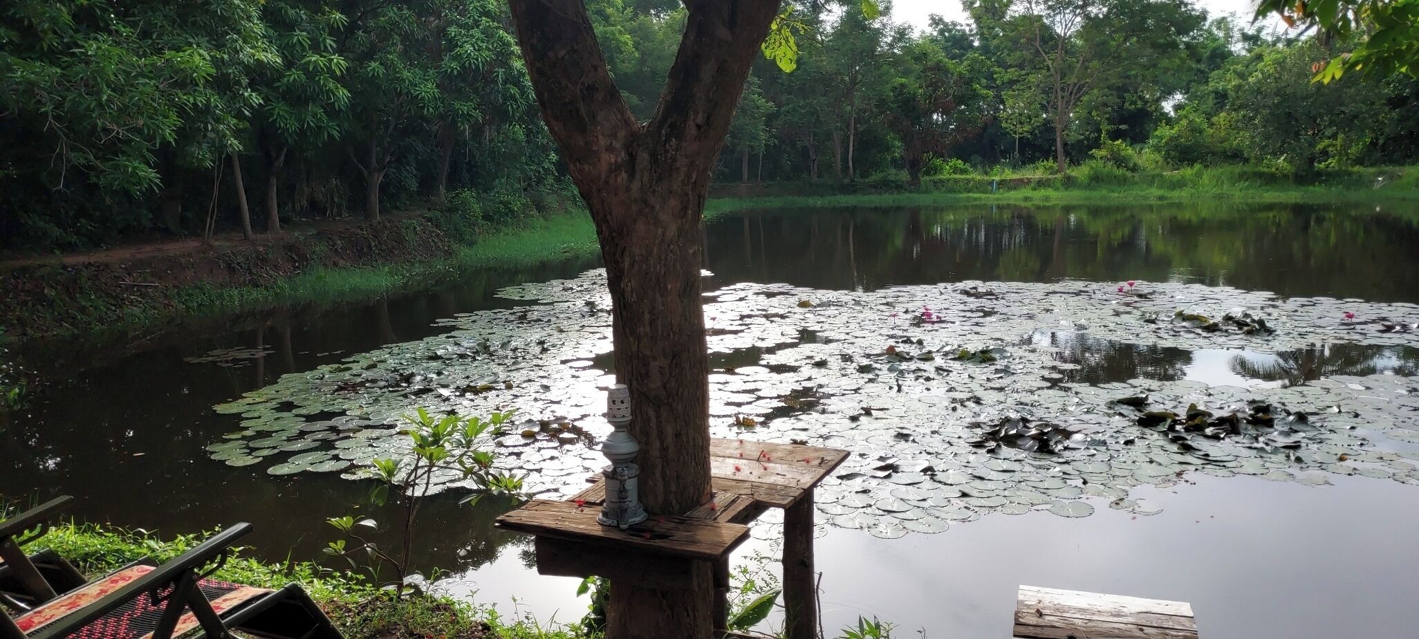 A tranquil pond with lily pads, surrounded by lush greenery and a wooden bench.