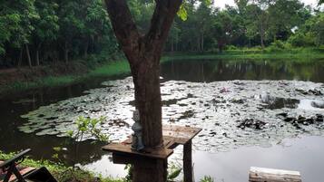 A tranquil pond with lily pads, surrounded by lush greenery and a wooden bench.