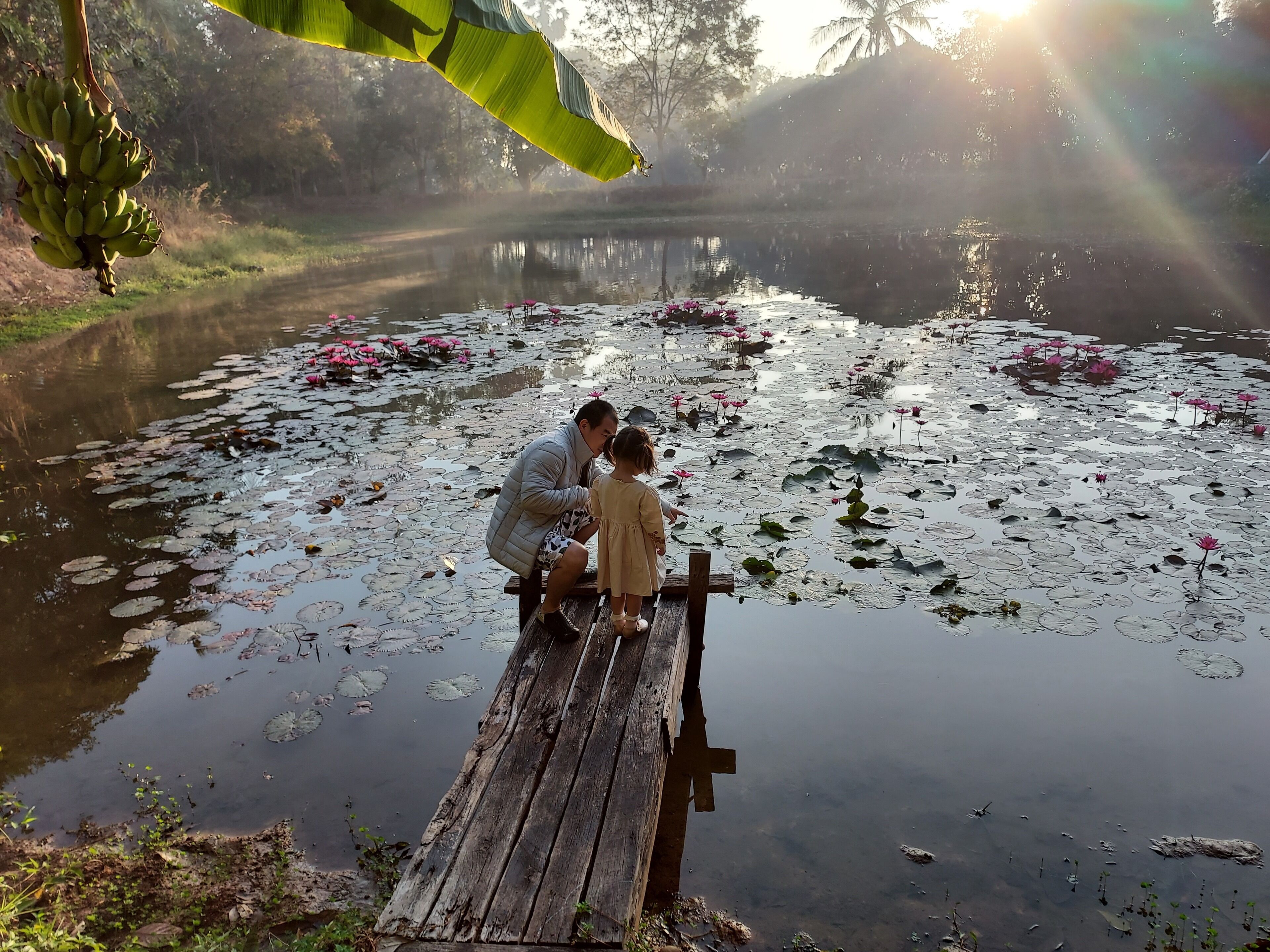 A wooden dock extending into a calm pond with lily pads and lotus flowers.