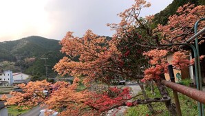 A residential area with autumn foliage, a green van, and a blue car parked on the street. - Guest House Kumanoyasai (Tanabe)