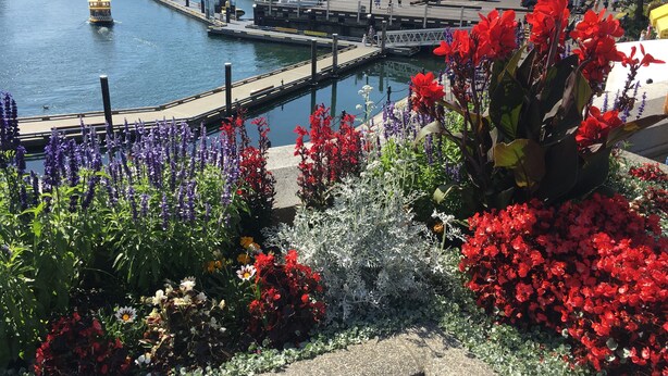A marina with boats docked, a dock extending into the water, and a variety of colorful flowers in the foreground. - LOCATION LOCATION LOCATION! IMMACULATE 1 BEDROOM SUITE-ULTRA PRIVATE AND UNIQUE! (Victoria)