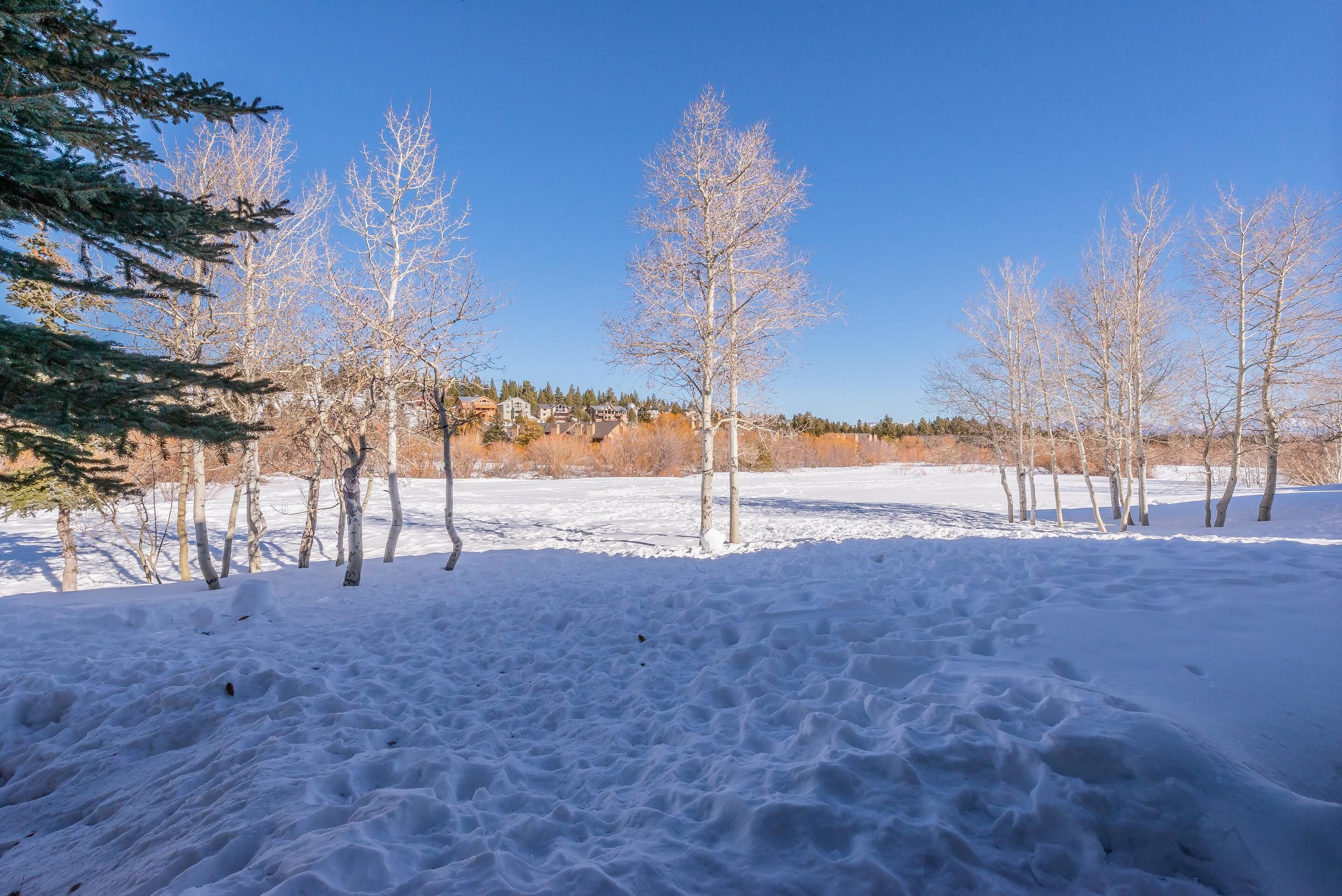 A snowy landscape with bare trees and a clear sky.