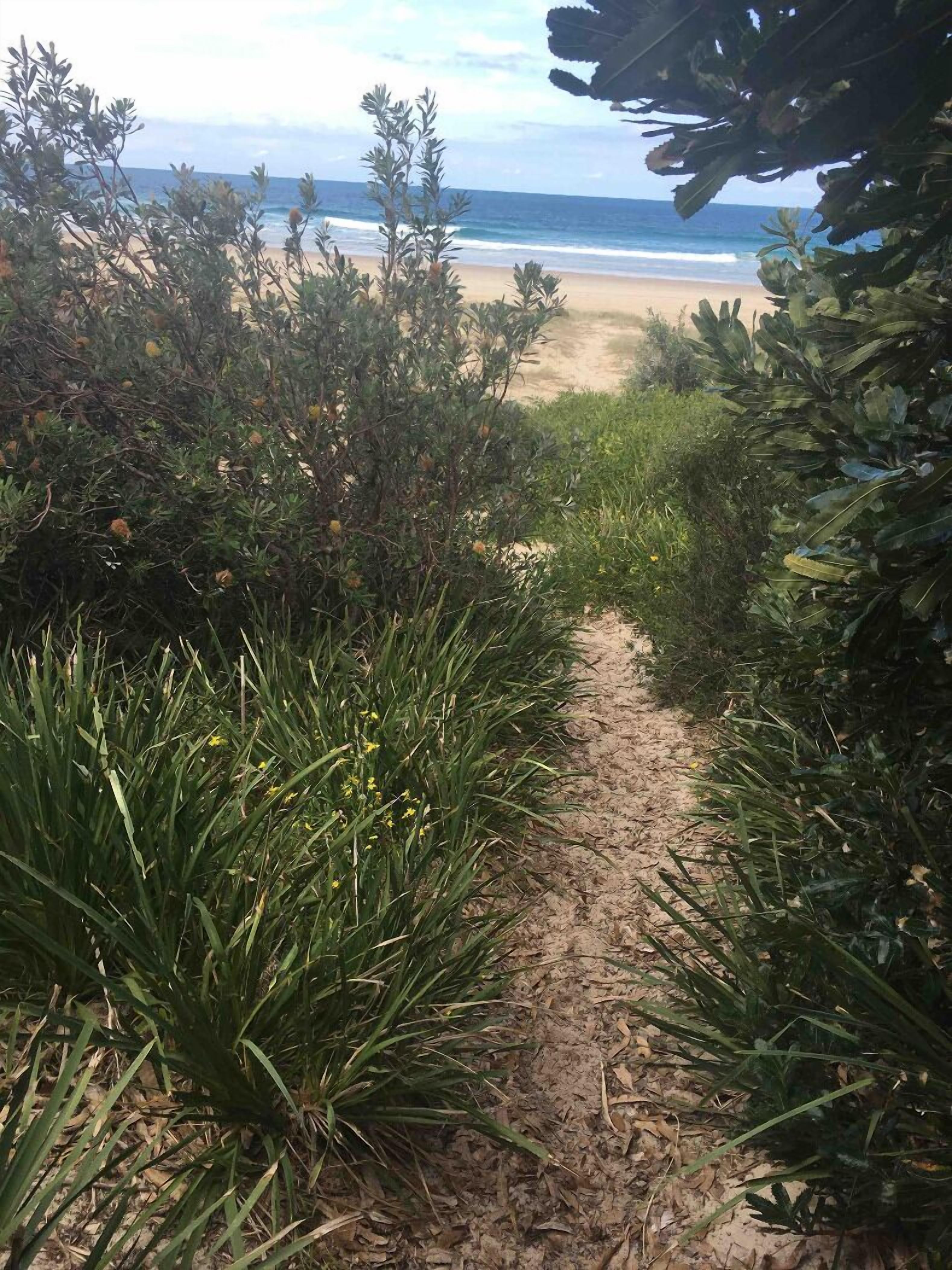 A sandy path leading to a beach with dense vegetation on either side.