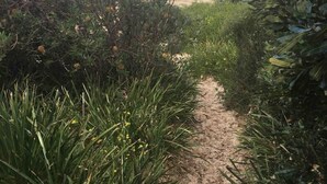A sandy path leading to a beach with dense vegetation on either side. - Bluecrest 2 at Blueys Beach (Blueys Beach)