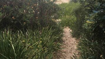 A sandy path leading to a beach with dense vegetation on either side.
