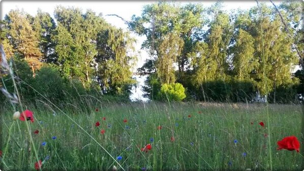A field with scattered red and blue flowers, surrounded by trees and greenery.